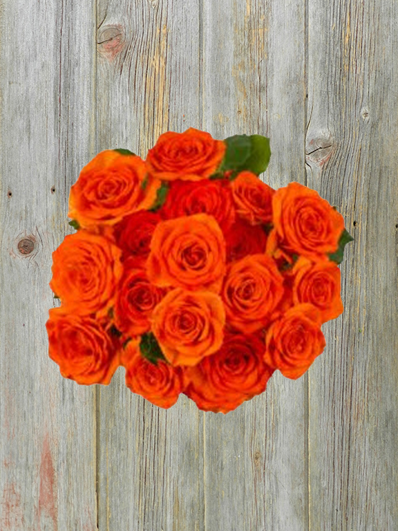 ORANGE JEWEL  ORANGE SPRAY ROSE